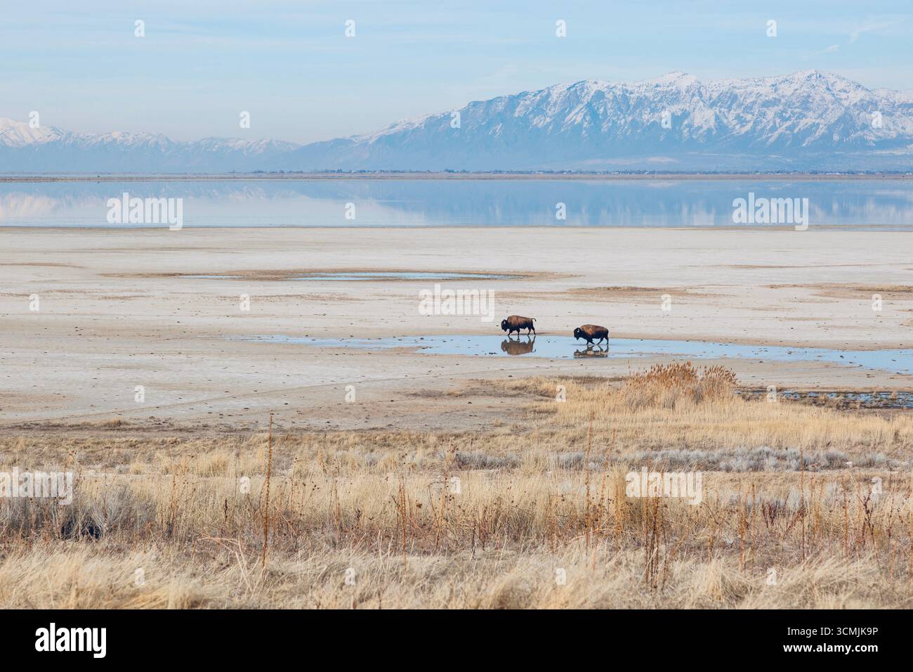Vue lointaine de deux buffles errant dans les prairies, Antelope Island, Salt Lake City, Utah, États-Unis Banque D'Images
