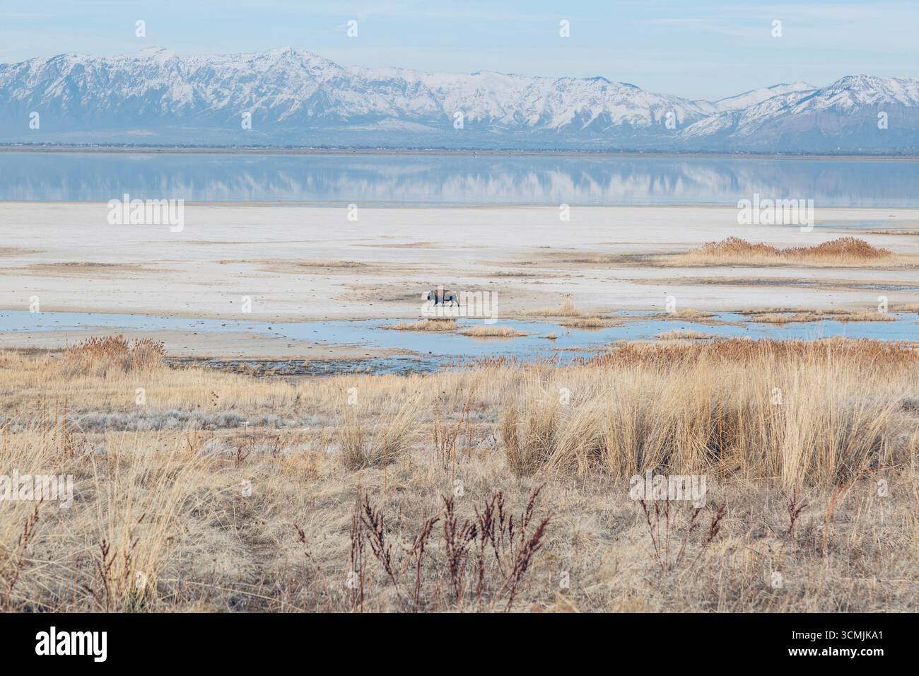 Vue lointaine d'un buffle solitaire errant dans les prairies, Antelope Island, Great Salt Lake, Salt Lake City, Utah, ÉTATS-UNIS Banque D'Images