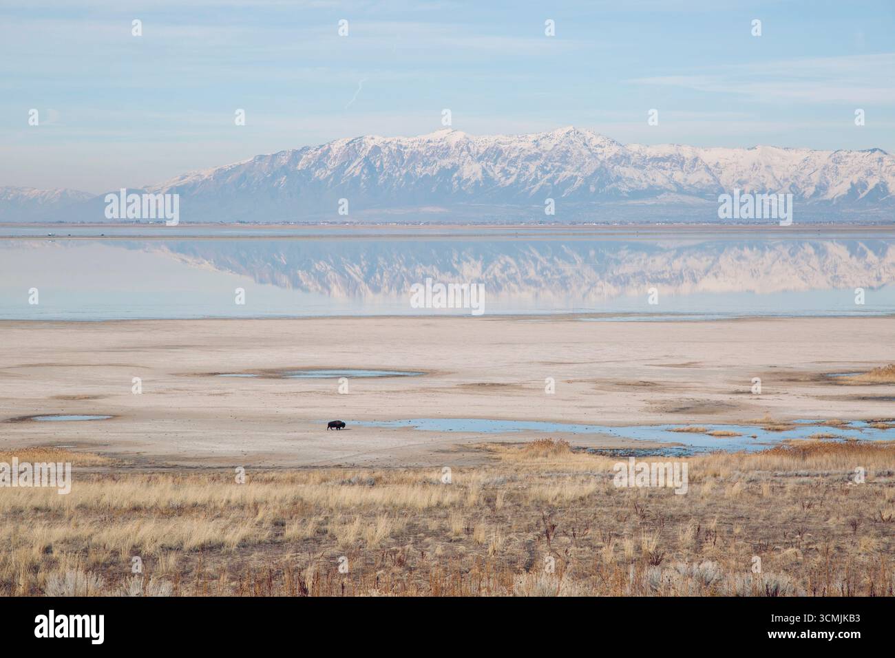 Vue lointaine d'un buffle solitaire errant dans les prairies, Antelope Island, Salt Lake City, Utah, États-Unis Banque D'Images