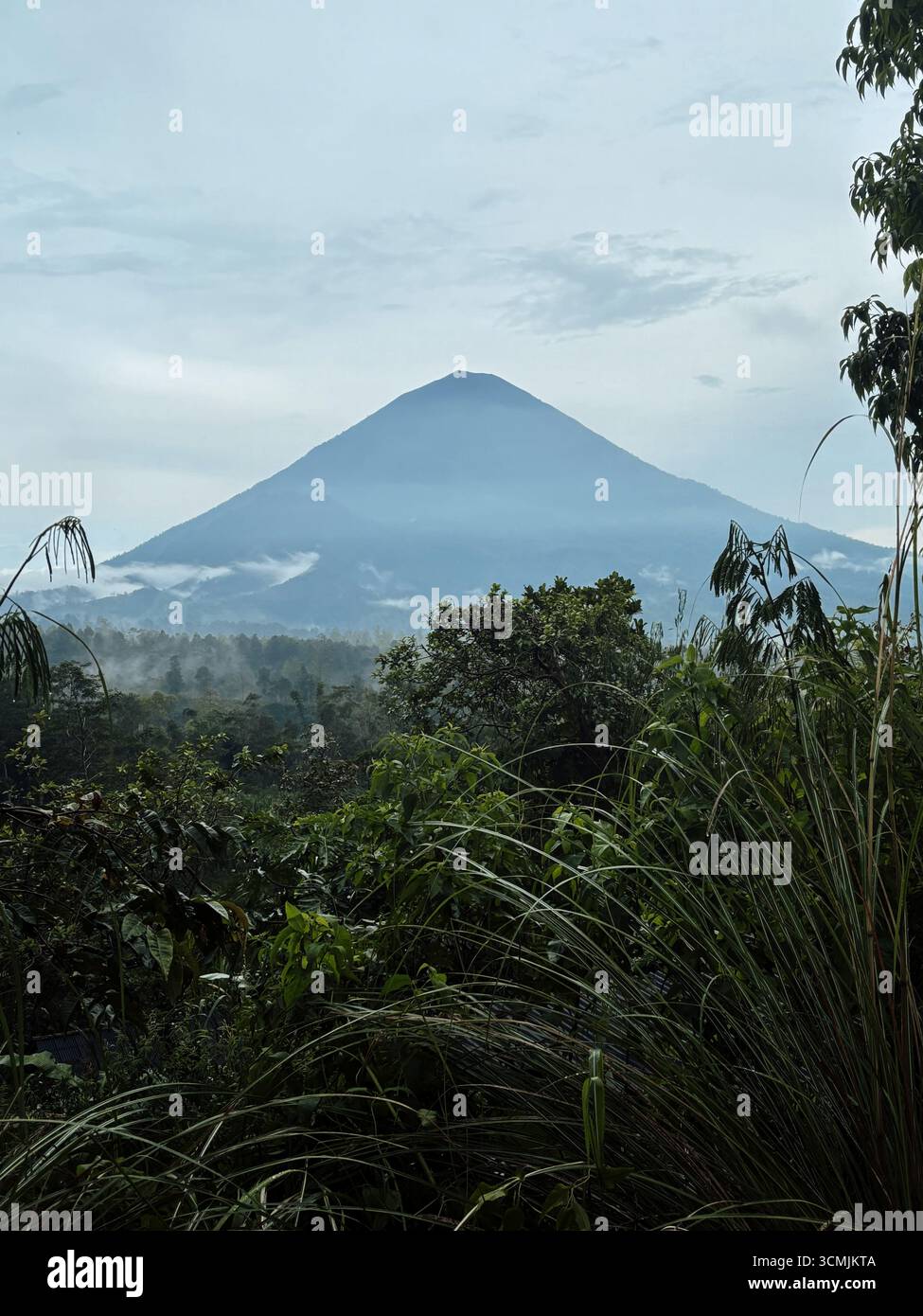 Champs de rices avec le volcan du mont Agung en arrière-plan à Bali, février 2025 Banque D'Images