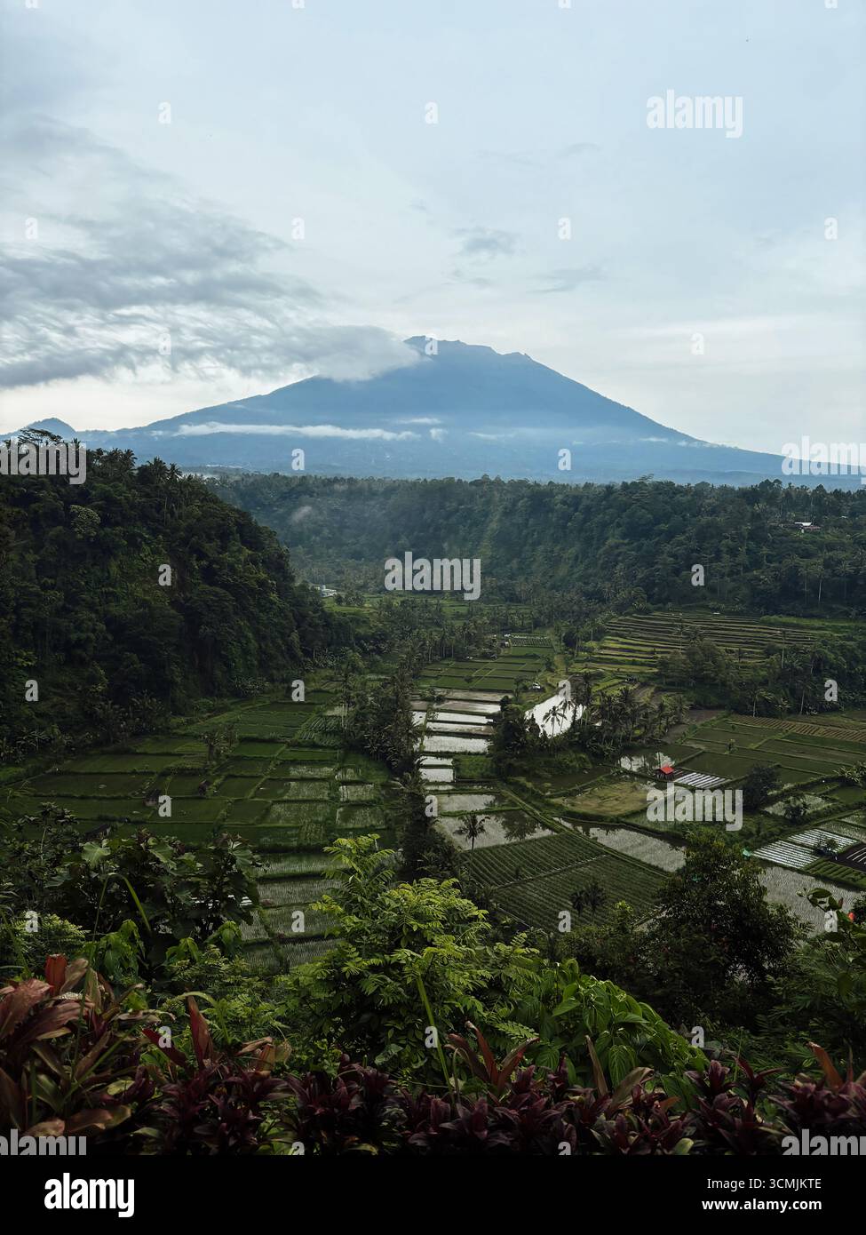 Champs de rices avec le volcan du mont Agung en arrière-plan à Bali, février 2025 Banque D'Images