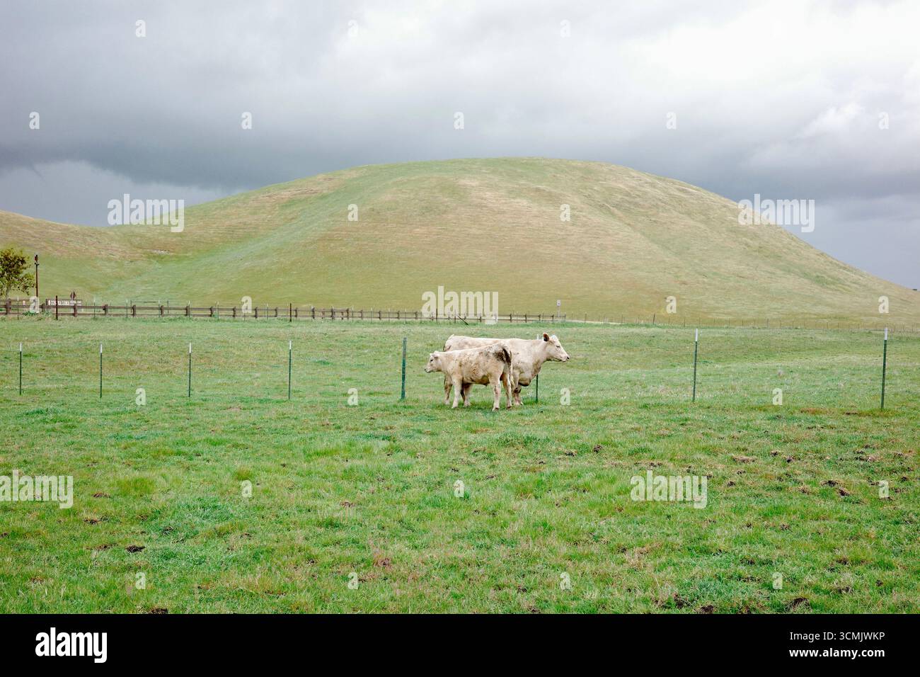 Pâturage de bovins Charolais et Angus à Contra Loma, Antioch, Californie. Banque D'Images