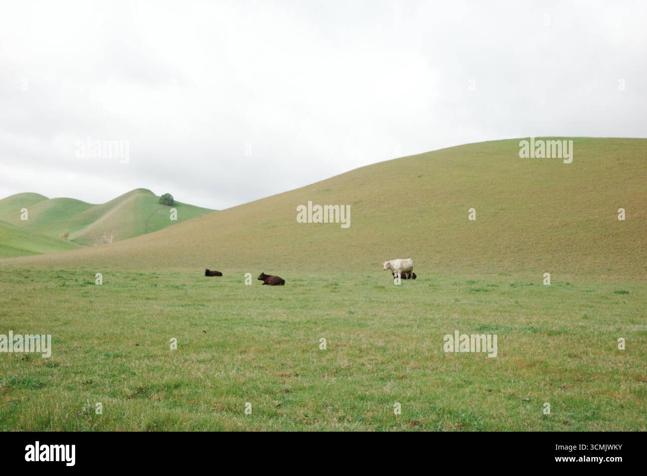 Pâturage de bovins Charolais et Angus à Contra Loma, Antioch, Californie. Banque D'Images