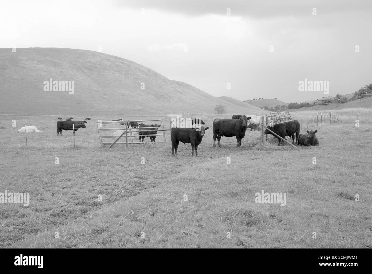 Pâturage de bovins Charolais et Angus à Contra Loma, Antioch, Californie. Banque D'Images