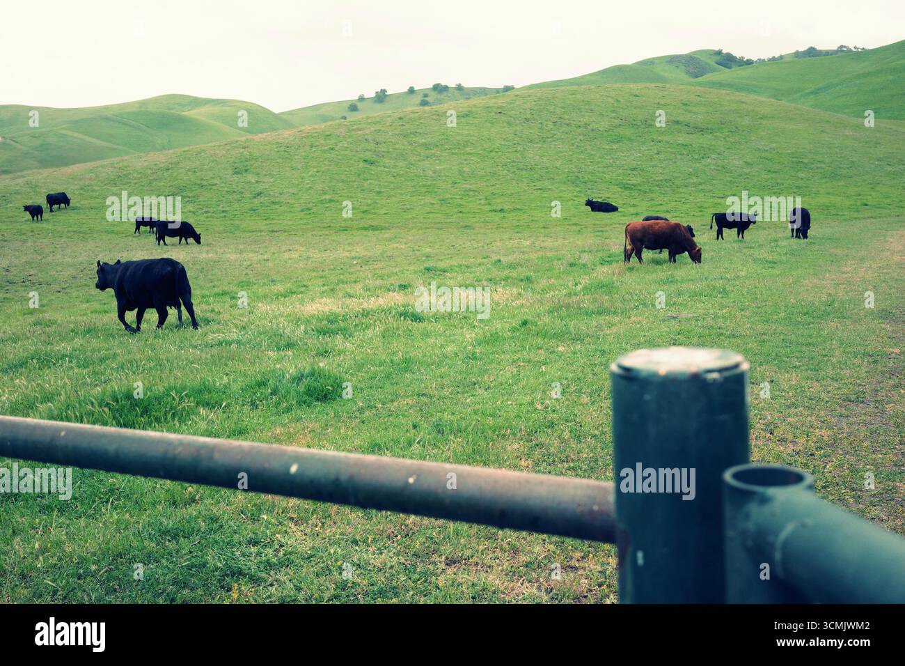 Pâturage de bovins Charolais et Angus à Contra Loma, Antioch, Californie. Banque D'Images