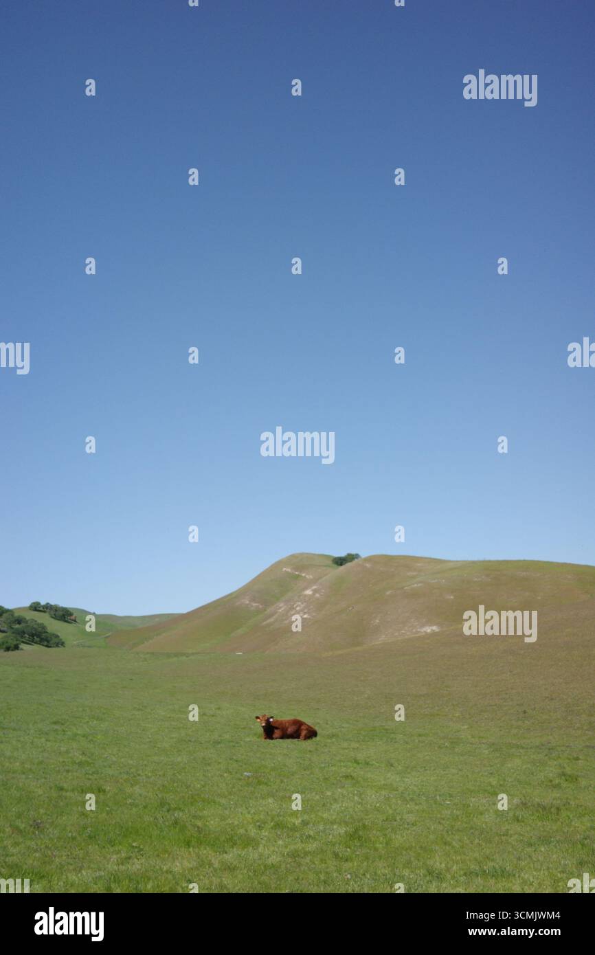 Pâturage de bovins Charolais et Angus à Contra Loma, Antioch, Californie. Banque D'Images