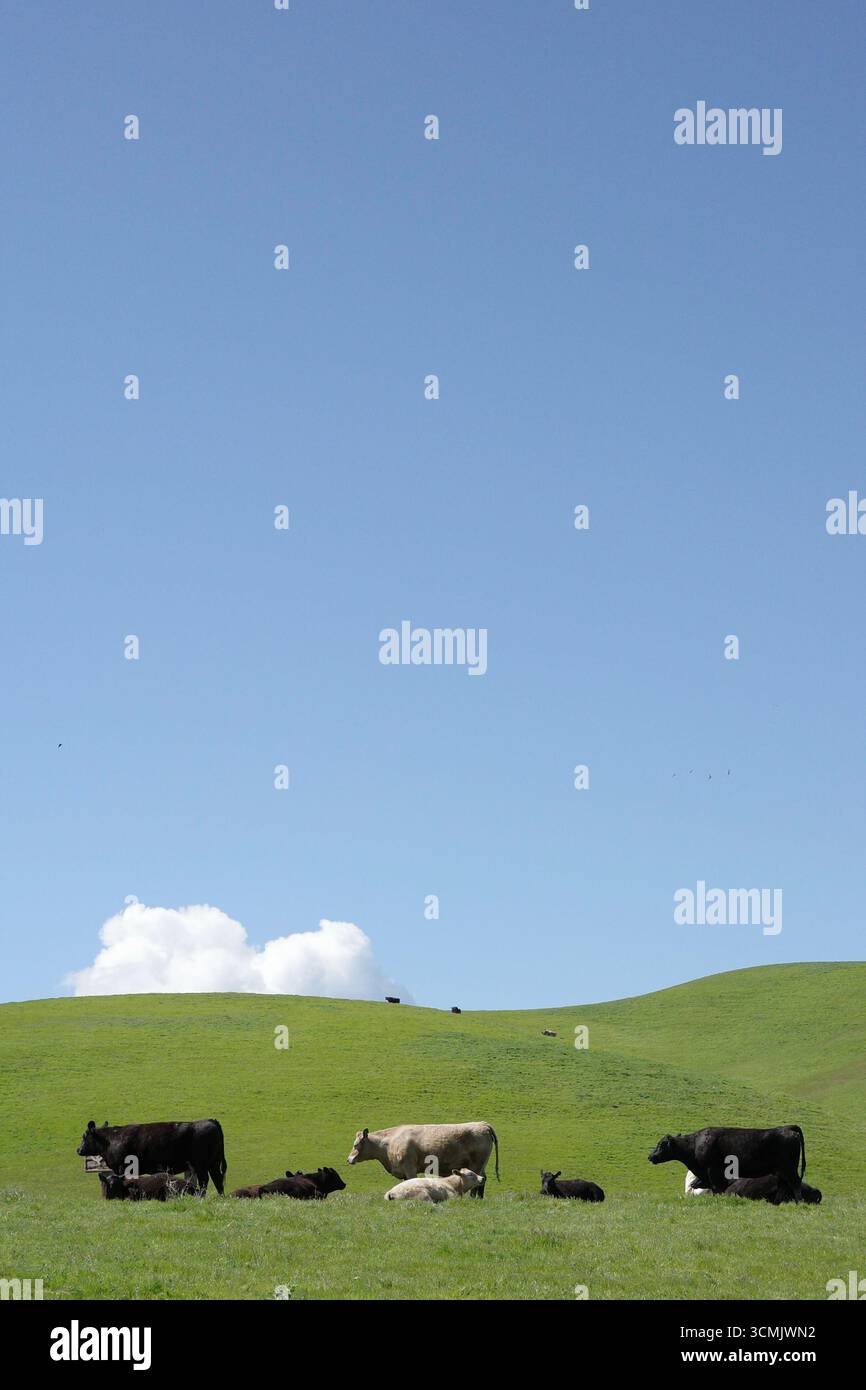 Pâturage de bovins Charolais et Angus à Contra Loma, Antioch, Californie. Banque D'Images