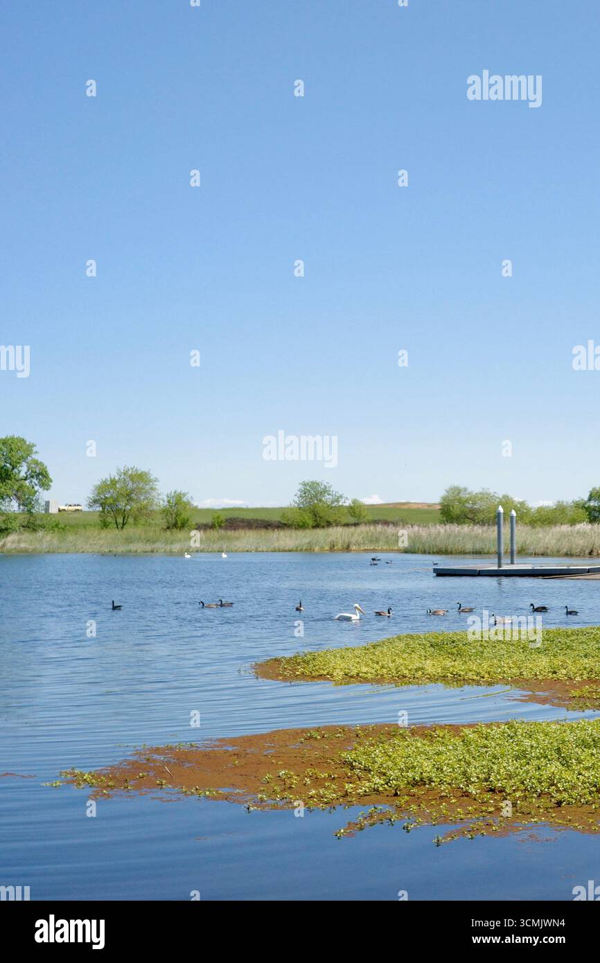 Vue panoramique sur le lac au réservoir Contra Loma avec des oies du Canada, des coots d'Amérique et un pélican blanc nageant dans des eaux bleues calmes. Banque D'Images