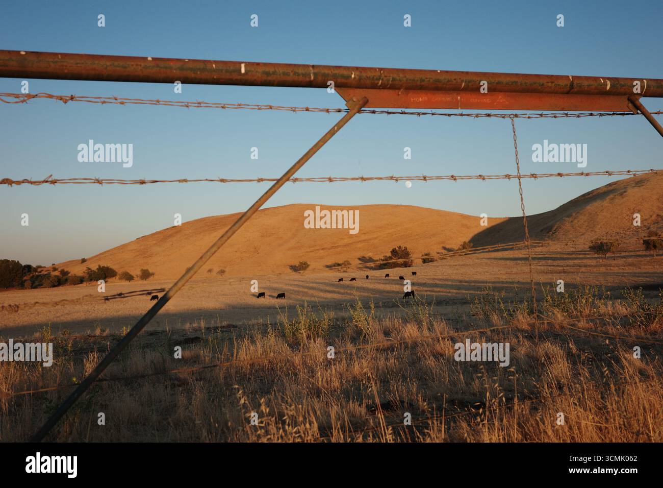 Clôture en fil de fer barbelé encadrant les collines dorées de Contra Loma à Antioch, en Californie, avec des bovins qui paissent sous le ciel du soir. La lune se lève au-dessus. Banque D'Images