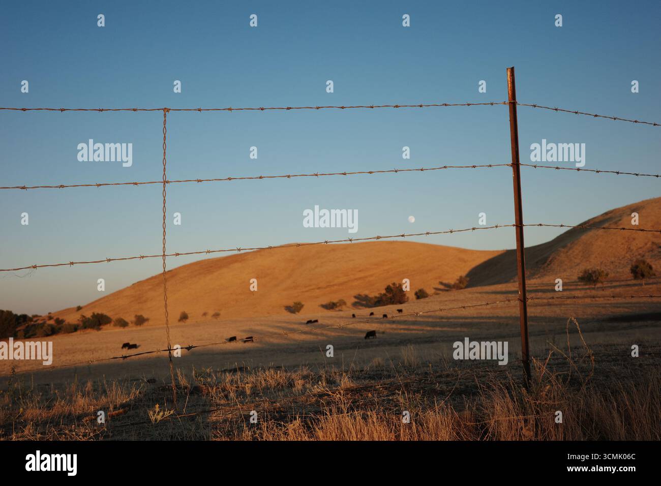Clôture en fil de fer barbelé encadrant les collines dorées de Contra Loma à Antioch, en Californie, avec des bovins qui paissent sous le ciel du soir. La lune se lève au-dessus. Banque D'Images