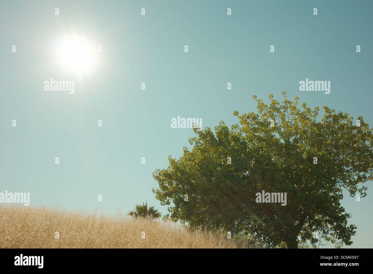 Collines herbeuses dorées de Contra Loma dans les parcs régionaux d'East Bay, en Californie, capturées sous un ciel clair et une lumière douce. Banque D'Images