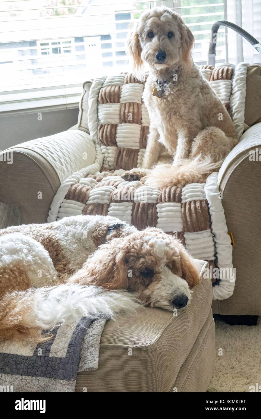 Les chiens Doodle dorés font d'excellents animaux de compagnie en raison de leur grande personnalité, 2025, États-Unis Banque D'Images