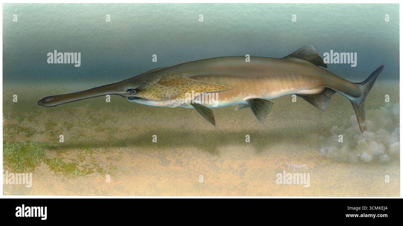 Illustration d'un spatule américain (Polyodon spathula), une espèce d'eau douce originaire d'Amérique du Nord, par l'artiste Timothy Knepp. Banque D'Images