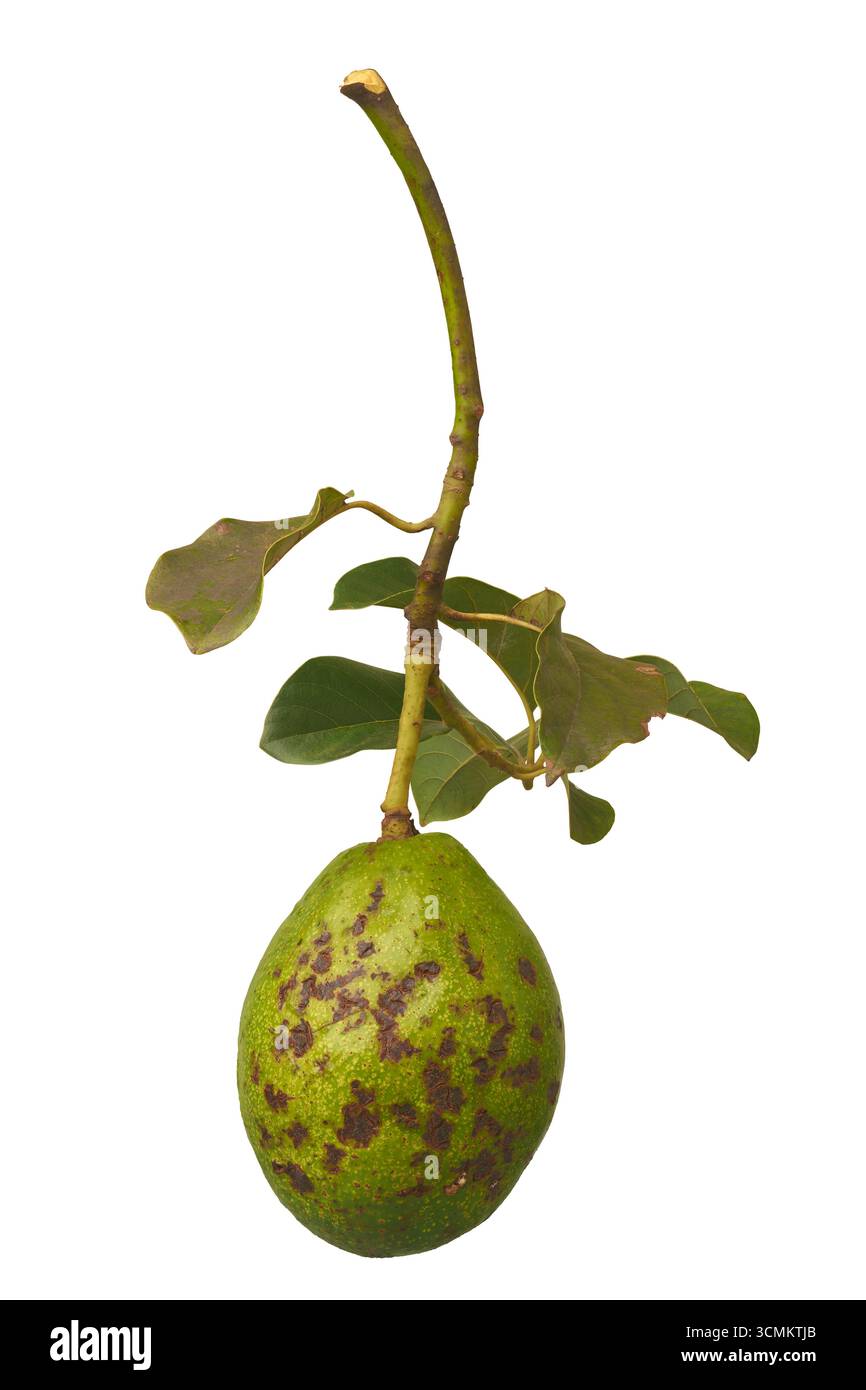 fruit de poire d'avocat ou d'alligator avec des taches brunes sur sa peau sur la branche avec des feuilles vertes fond blanc isolé, processus de maturation naturel Banque D'Images