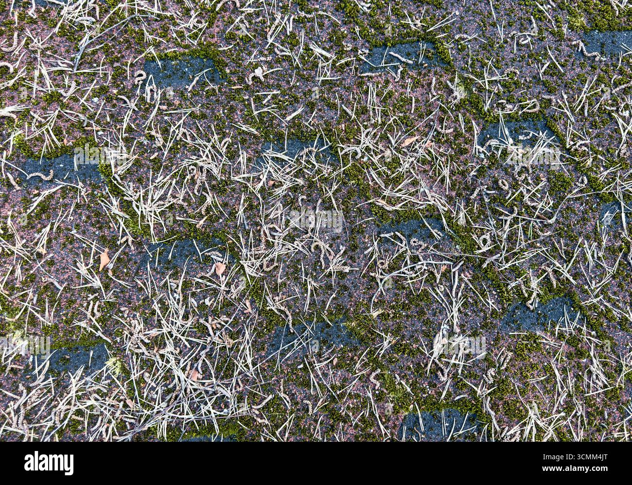 Toit en mosaïque recouvert de mousse verte. Toit sale avec mousse dense et gouttière avec feuilles et mousse Banque D'Images