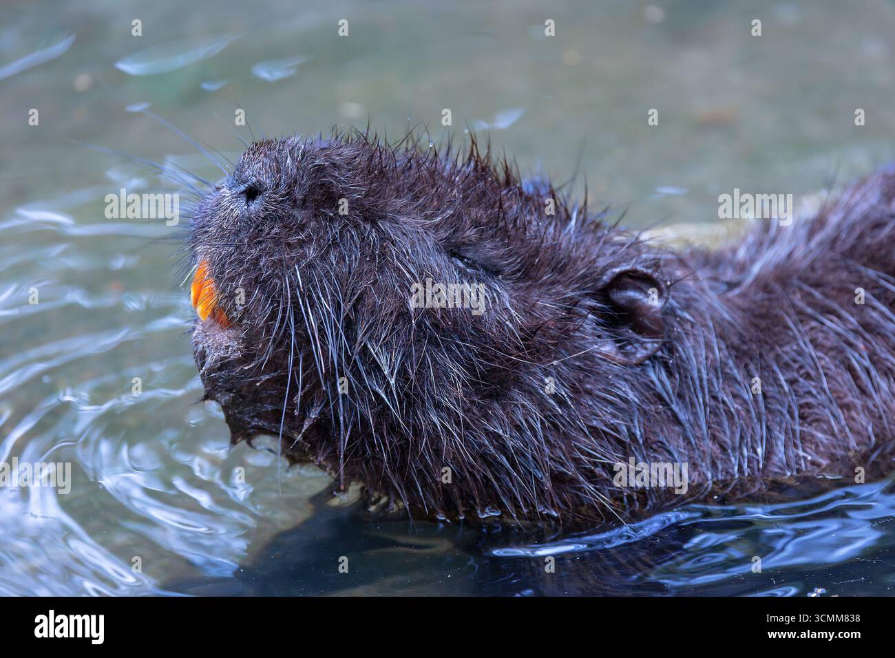 Portrait d'un coypu montrant de grandes dents (Myocastor coypus) Banque D'Images