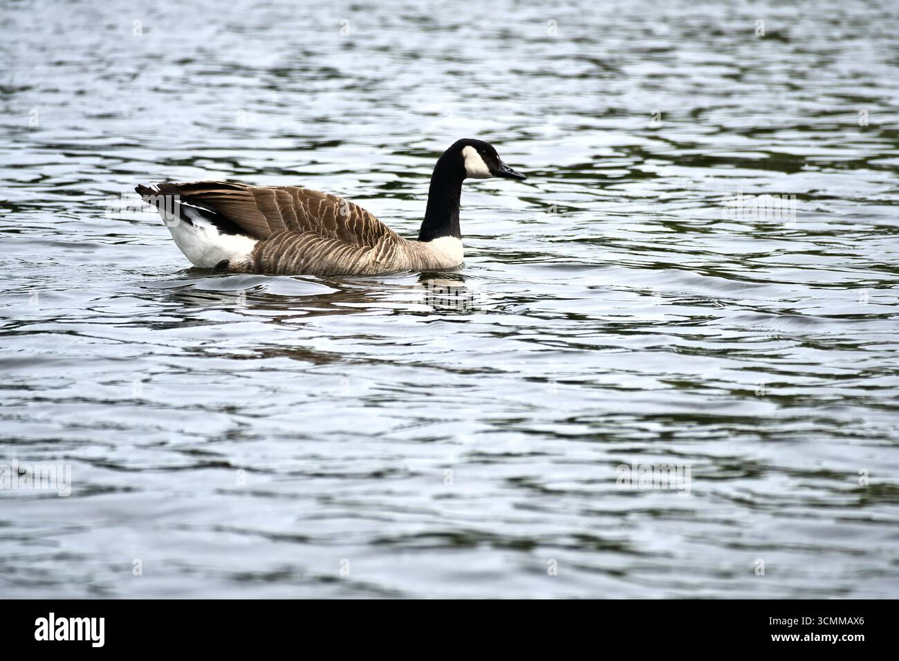 Une oie du Canada nage tranquillement sur l'eau calme. Un motif naturel harmonieux avec des couleurs douces, la symétrie et l'observation paisible de la faune. Banque D'Images