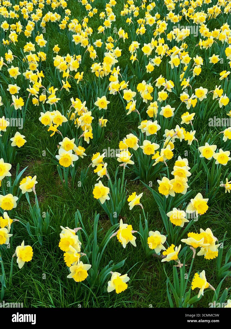 Champ de jonquilles jaunes vibrantes fleurissant dans une herbe verte luxuriante, symbolisant le printemps, la fraîcheur et la beauté saisonnière de la nature. - Image de stock capturée avec un smartphone