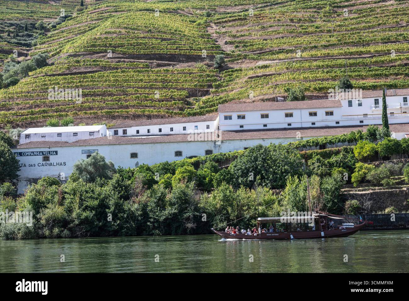 Portugal, Pinhão : paysage de la vallée du Douro. vignobles Banque D'Images