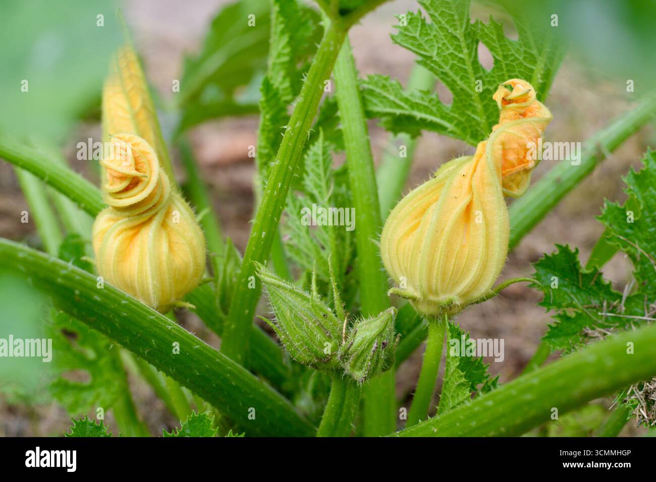Deux fleurs de citrouille Hokkaido (courge kuri rouge) poussant dans un jardin écologique biologique. Les fleurs jaune vif sont attachées aux jeunes en développement Banque D'Images