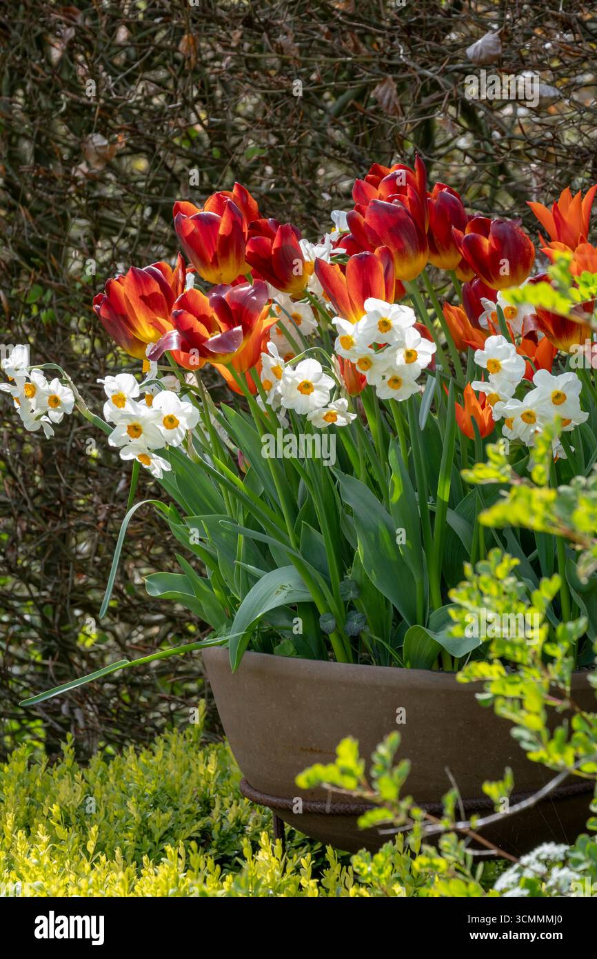 Tulipa 'Amber Glow' et Narcisse 'Geranium' plantés dans un grand pot de jardin en argile, au printemps Banque D'Images