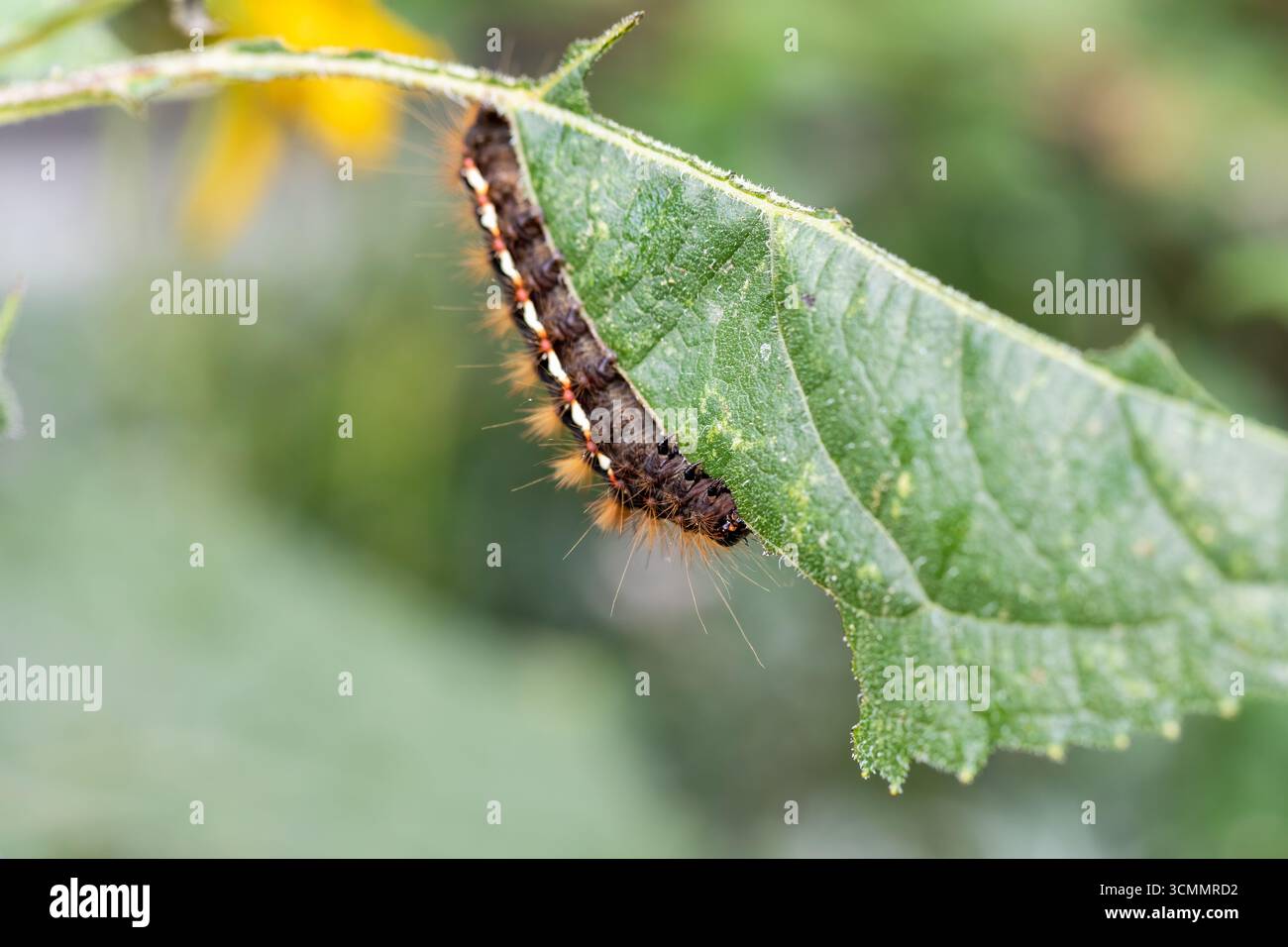 Une chenille de papillons d'herbe à noeud, Acronicta rumicis se nourrissant d'une feuille de tournesol Banque D'Images