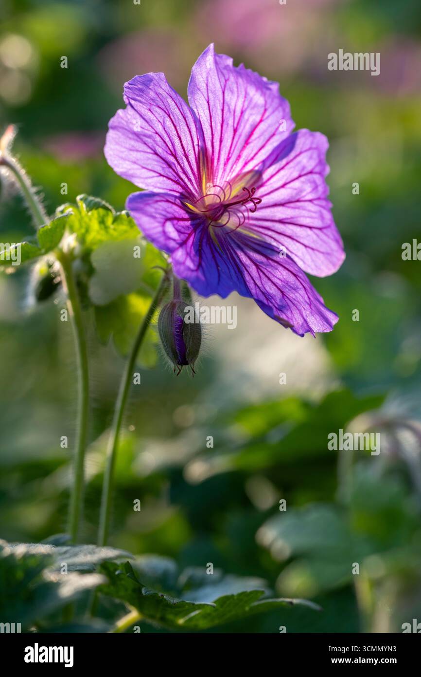 Geranium x magnificum Banque D'Images