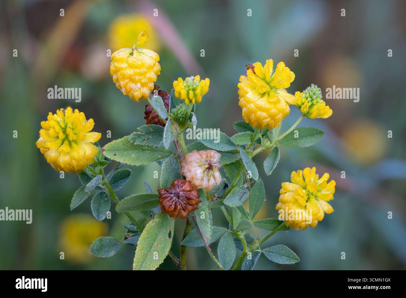 Grande floraison de houblon Banque D'Images