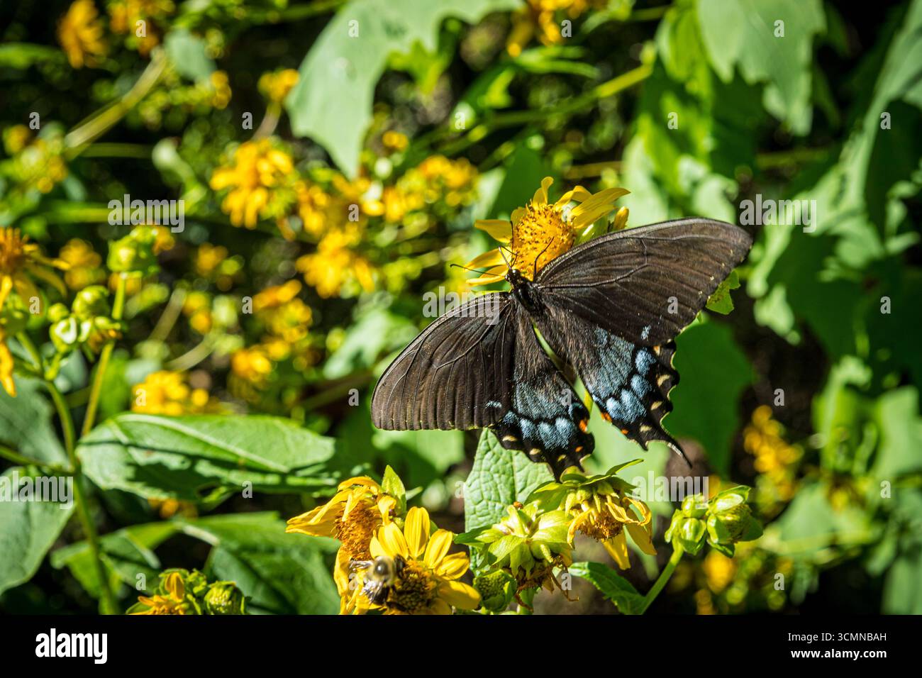 Eastern Tiger Swallowtail Butterfly, Caroline du Nord États-Unis Banque D'Images