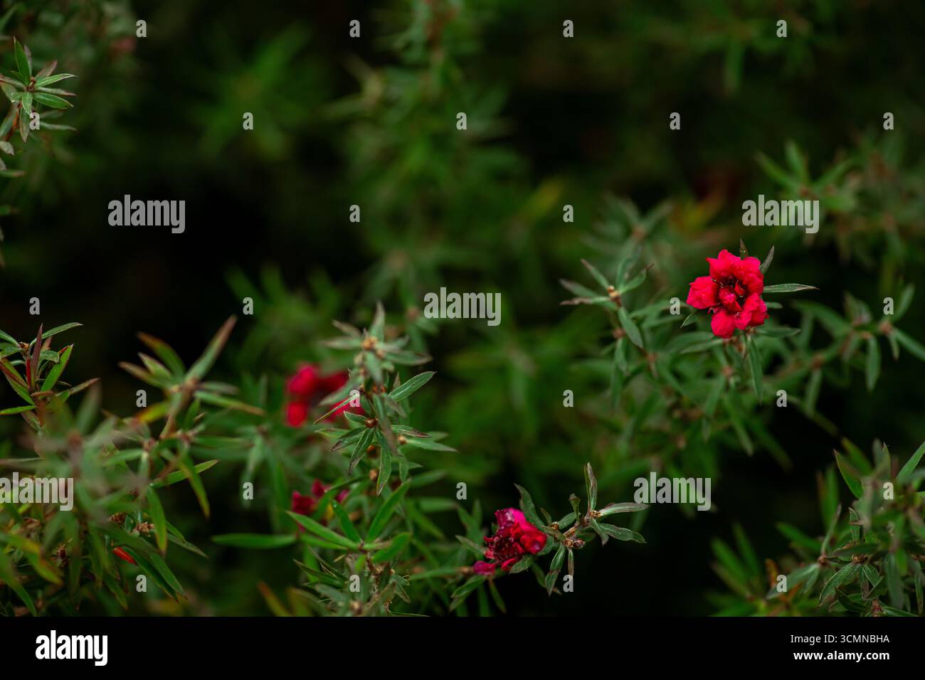 Magnifique arbre à thé rose australien, Leptospermum scoparium, famille des Myrtacées. Endémique du sud-est de l'Australie en Nouvelle-Galles du Sud, Victoria et Tasmanie. Banque D'Images