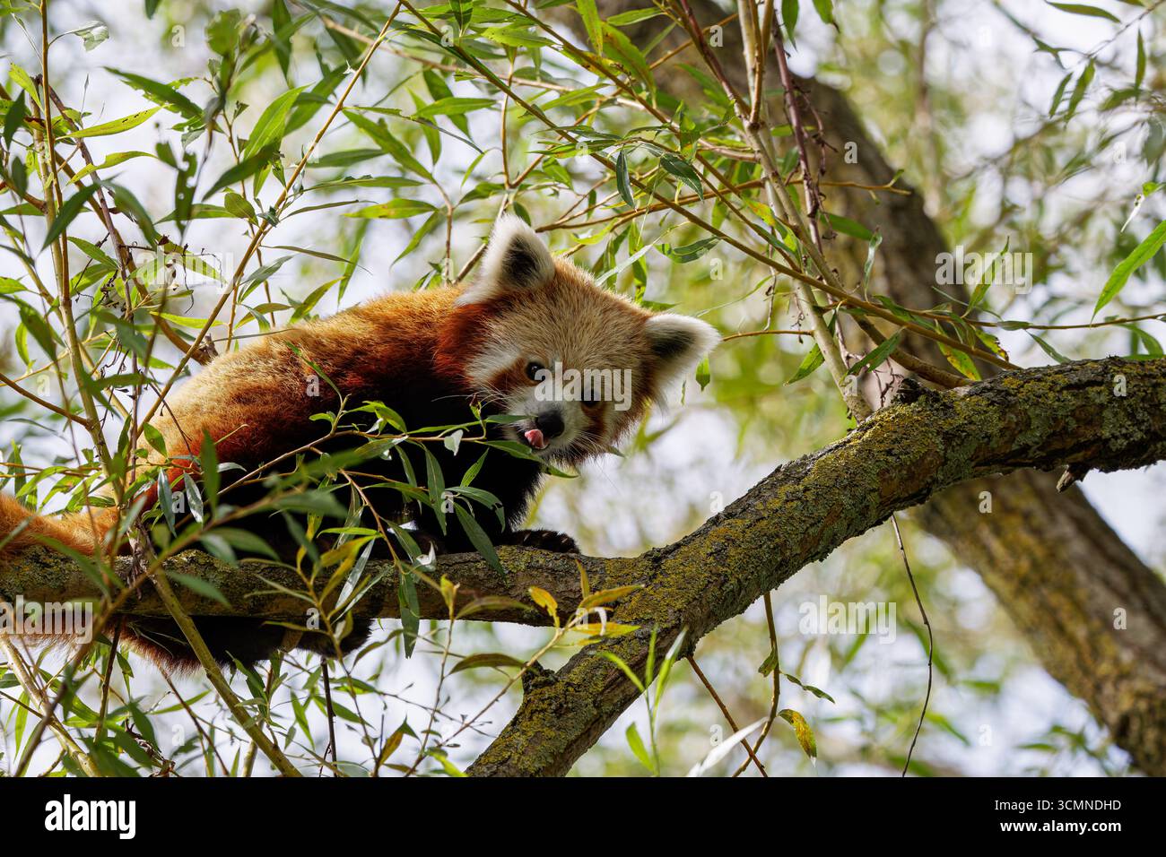 Un panda rouge perché sur une branche d'arbre entourée de feuilles. Banque D'Images