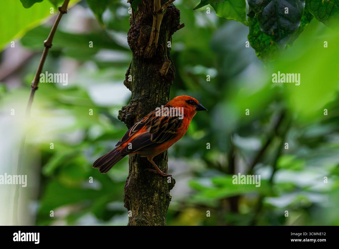 Un oiseau orange vibrant (cossypha niveicapilla) perché sur une branche d'arbre entourée de feuilles vertes luxuriantes. Banque D'Images