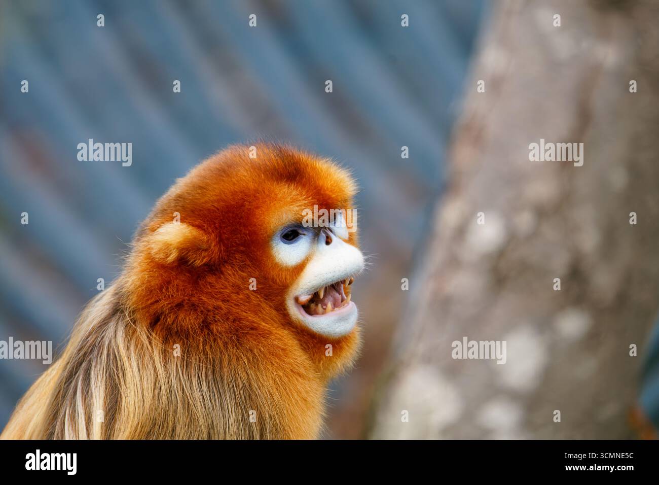 Singe doré à nez snub avec bouche ouverte dans un habitat naturel. Banque D'Images