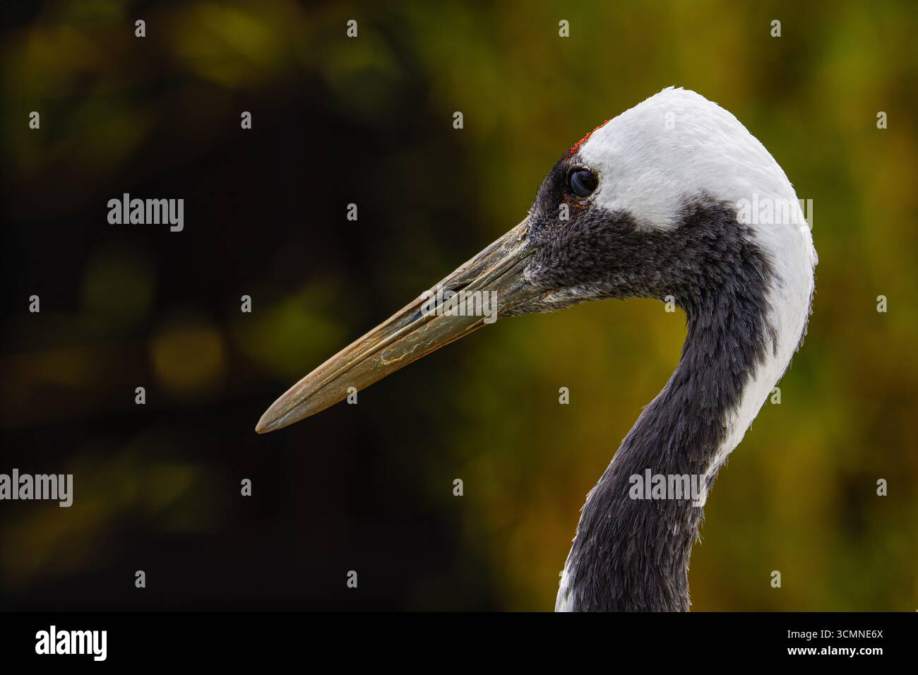 Gros plan d'une grue avec un long bec et une tête blanche sur un fond vert flou. Banque D'Images