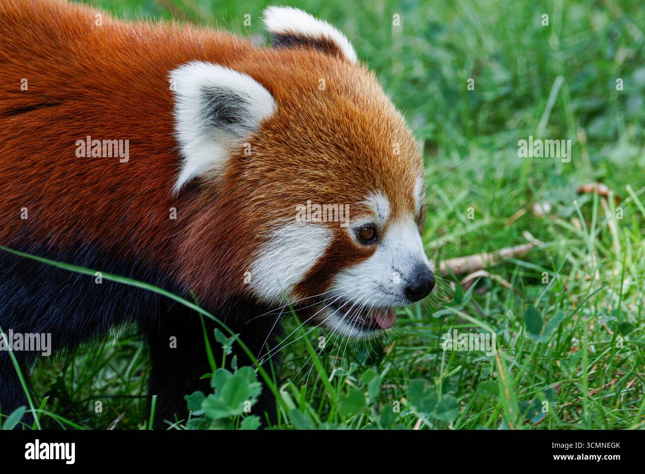 Un panda rouge (Ailurus fulgens) marchant dans l'herbe, montrant son profil latéral. Banque D'Images