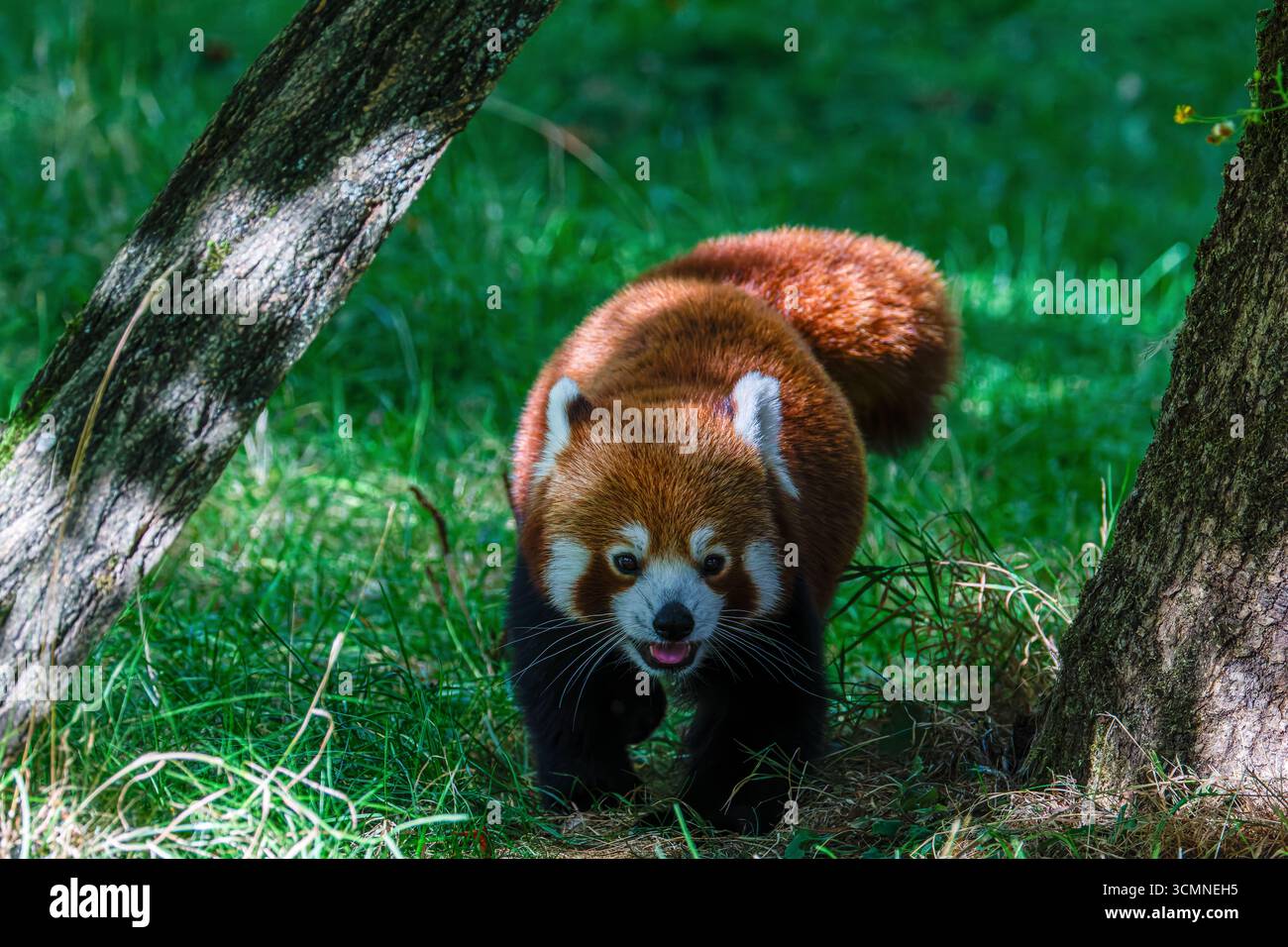 Un panda rouge (Ailurus fulgens) marchant sur l'herbe dans une zone boisée, entouré d'arbres. Avec sa langue hors de sa bouche Banque D'Images