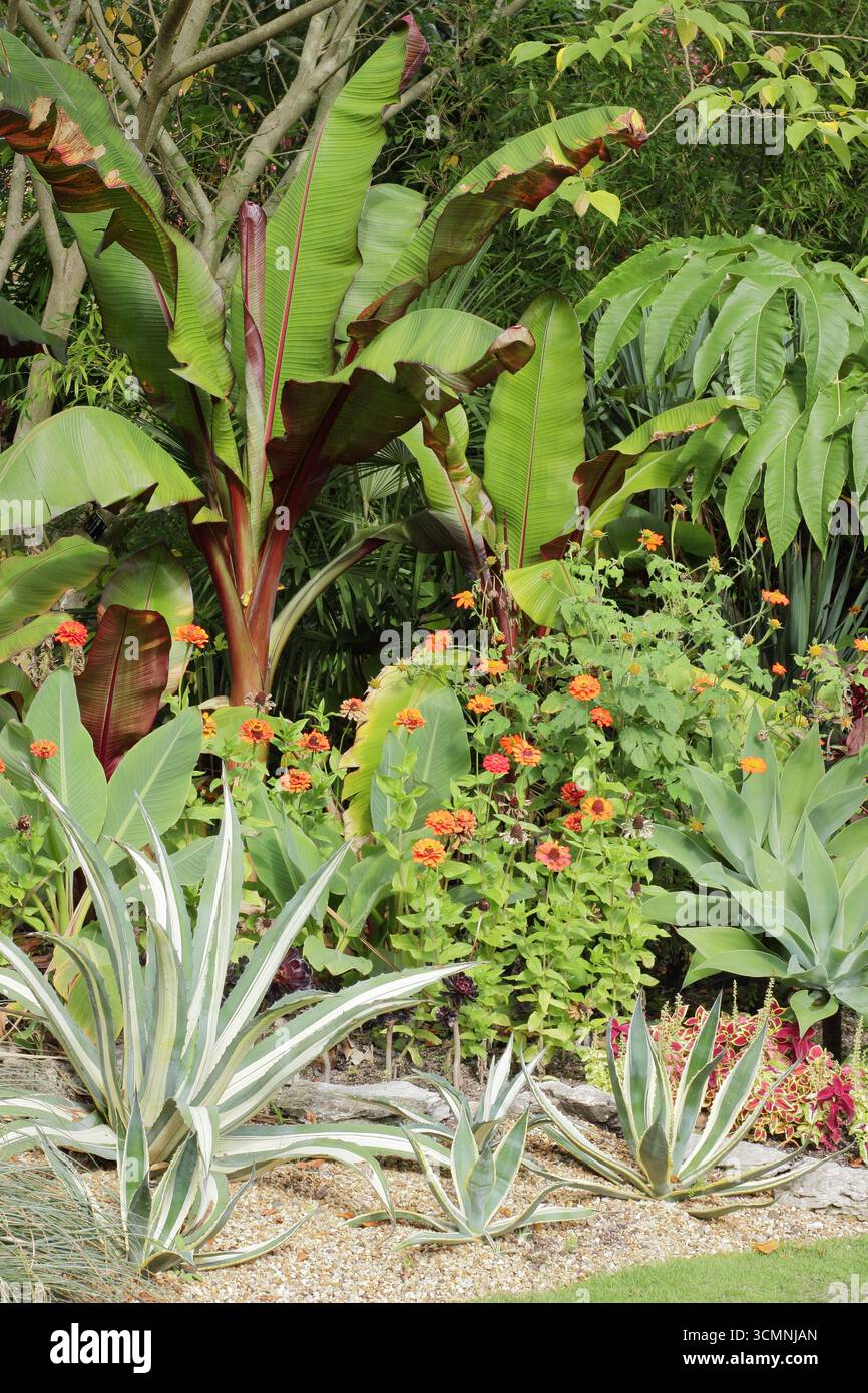 Bordure de jardin tropical avec Agave americana, bananier, orange Zinnia elegans, Tithonia rotundifolia, Agave attenuata et coleus plants en été. Banque D'Images