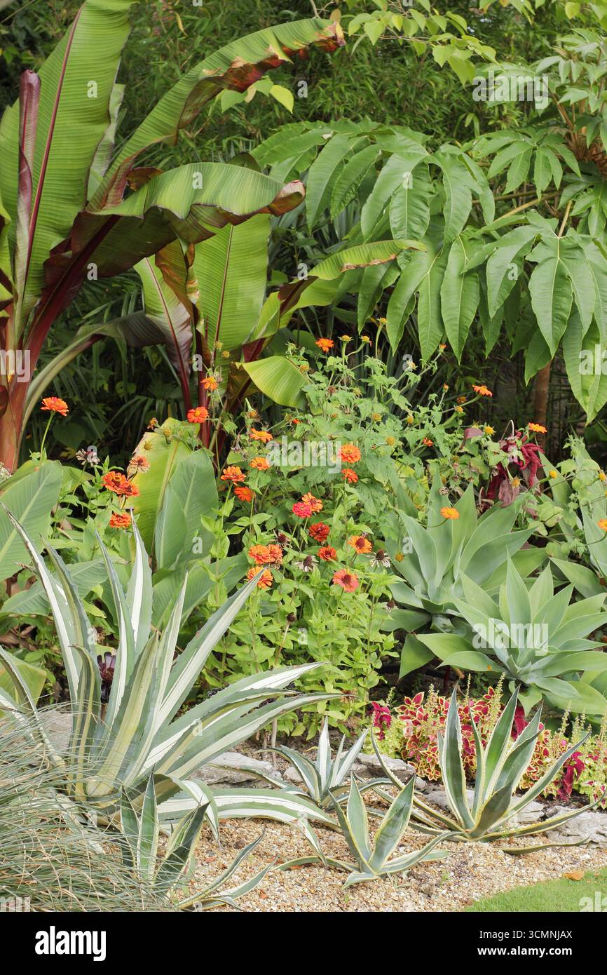 Bordure de jardin tropical avec Agave americana, bananier, orange Zinnia elegans, Tithonia rotundifolia, Agave attenuata et coleus plants en été. Banque D'Images