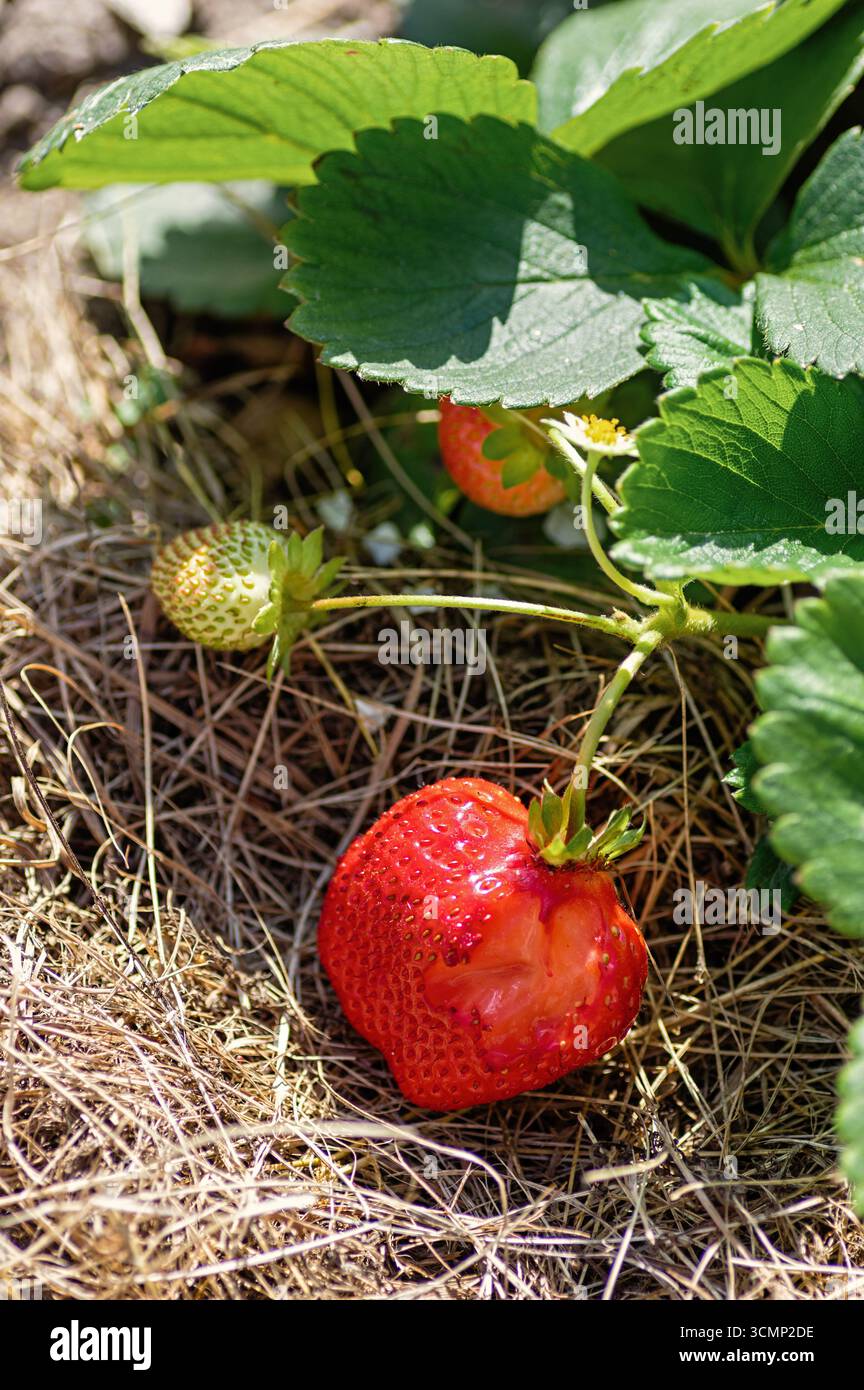 Fraise mûre mordue avec des dommages causés par les insectes nuisibles, les feuilles vertes et les baies non mûres, poussant dans le paillis organique dans le jardin d'été. Illustre le vrai gard Banque D'Images