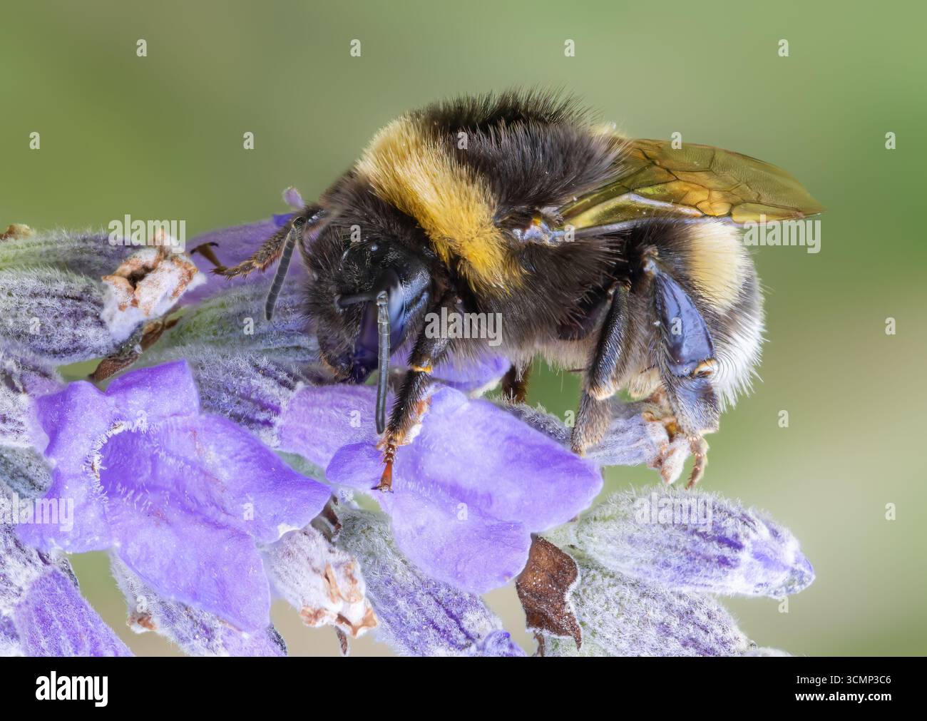 Vue rapprochée d'un bourdon sur une fleur de lavande Banque D'Images