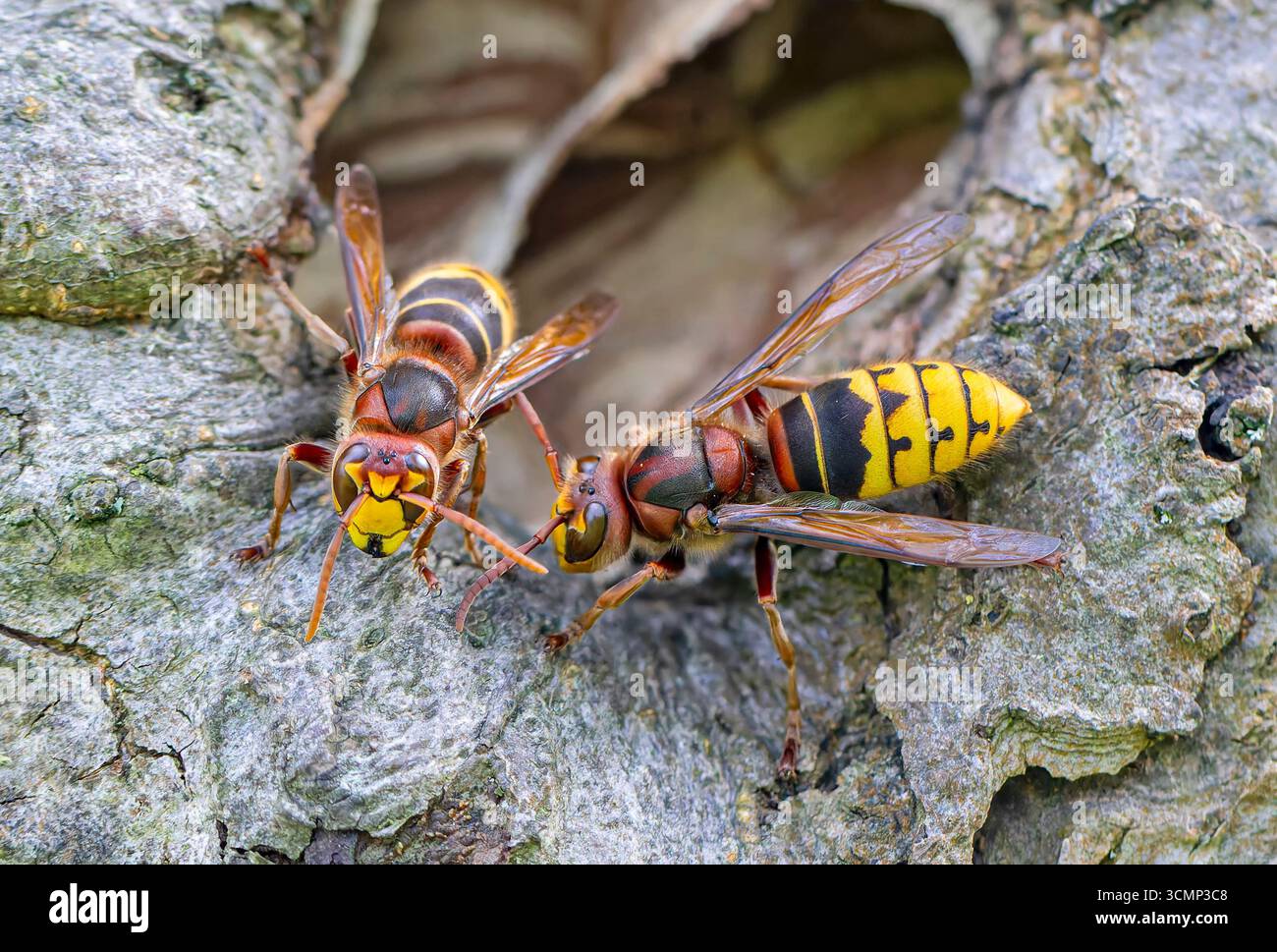 Gros plan de deux frelons européens (Vespa crabro) gardant l'entrée de leur nid Banque D'Images