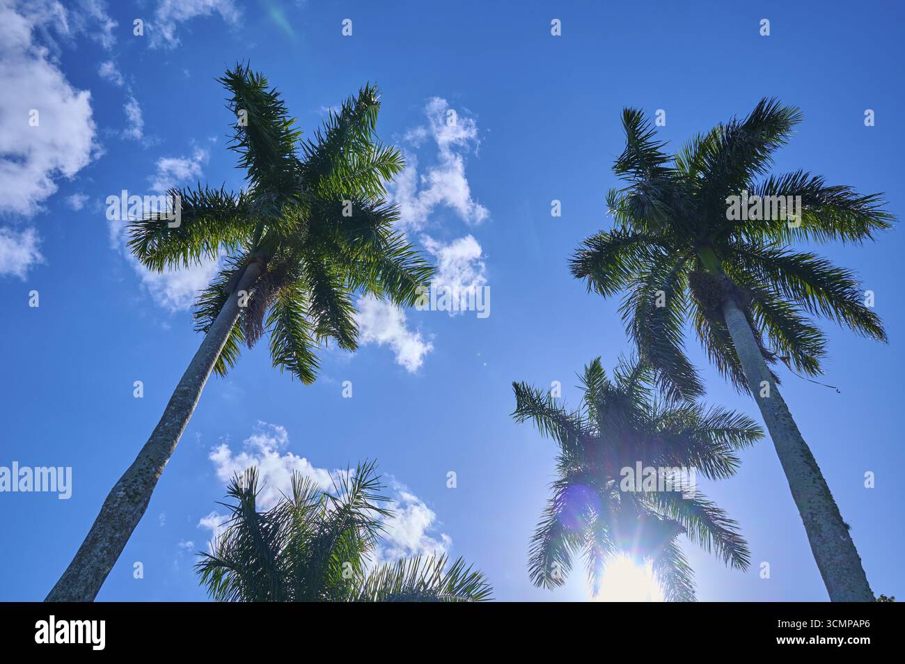 Palmiers s'élèvent dans le ciel nuageux et ensoleillé, Flamingo, Everglades National Park, Floride, ÉTATS-UNIS Banque D'Images