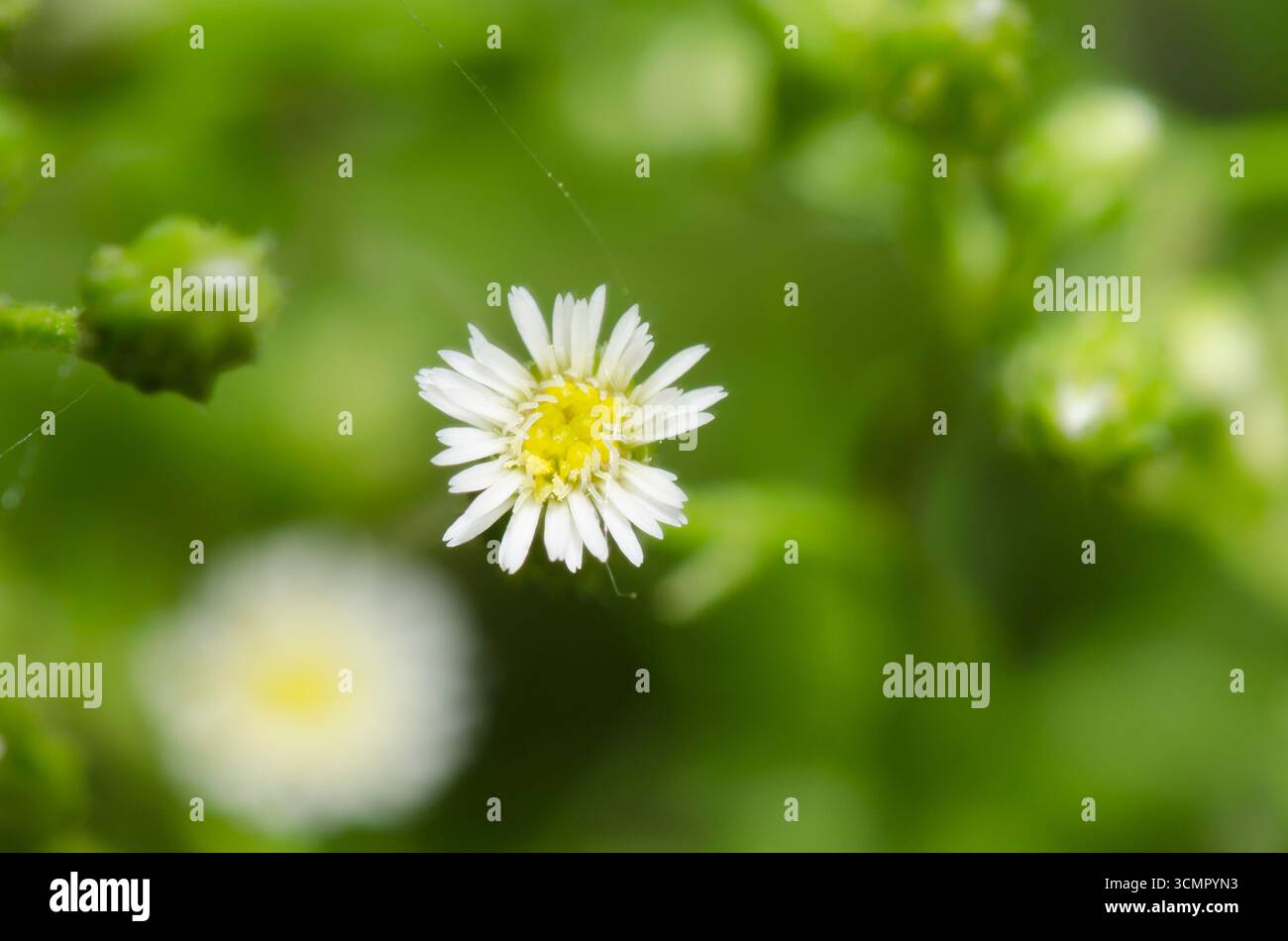 Horseweed, Conyza canadensis Banque D'Images