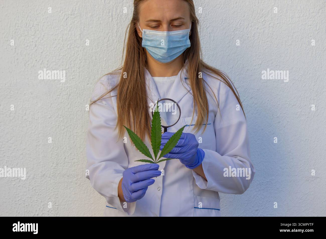 Scientifique examinant la feuille de cannabis avec une loupe. Banque D'Images