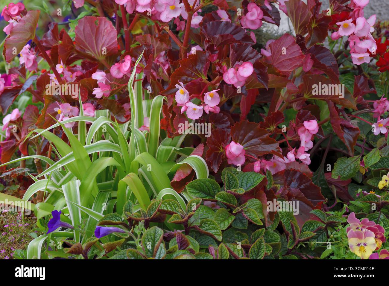 Contexte de Begonia semperflorens et du Chlorophytum comosum Banque D'Images