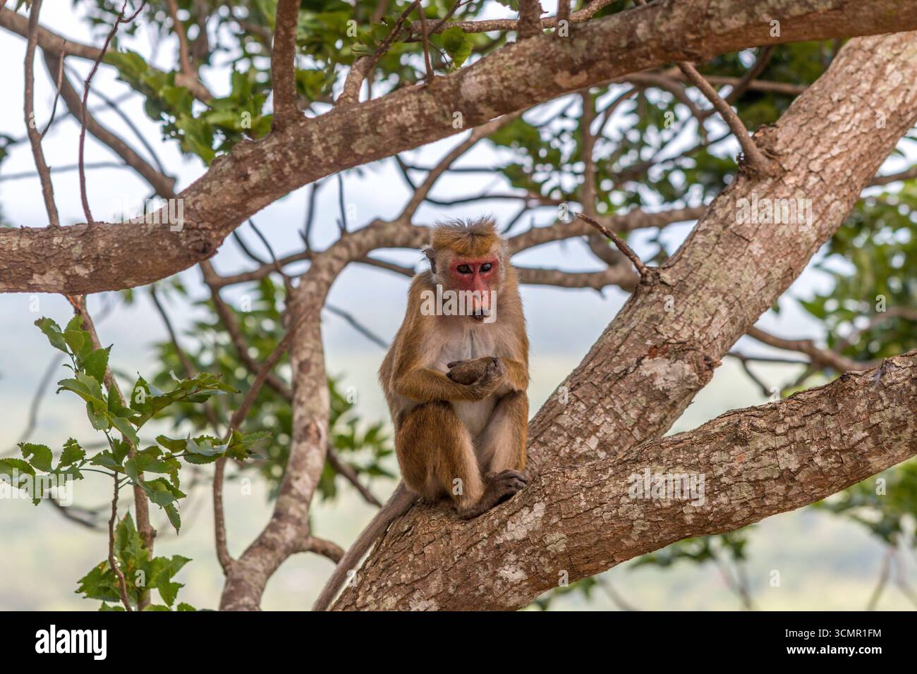 Sri Lanka - Sigiriya - Toque Macaque (Macaca sinica) - singe reposant sur une branche d'arbre Banque D'Images