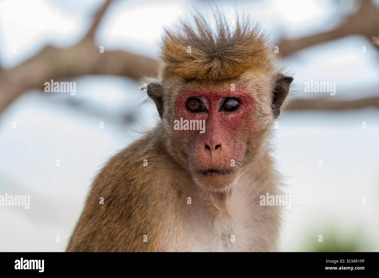 Sri Lanka - Sigiriya - Toque Macaque (Macaca sinica) - singe regardant depuis la perche des arbres Banque D'Images