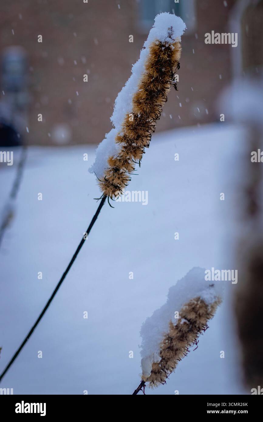 Gros plan de tiges d'herbe séchée recouvertes de neige fraîche pendant les chutes de neige hivernales, Ontario, Canada Banque D'Images