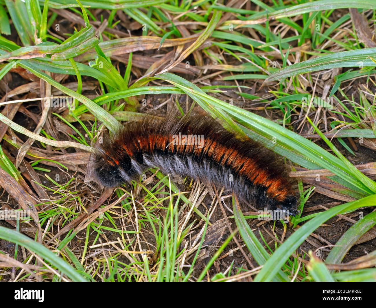 Grande chenille brune noire et blanche de gingembre poilu de Fox Moth (Macrothylacia rubi) sur les prairies en Cumbria, Angleterre, Royaume-Uni Banque D'Images