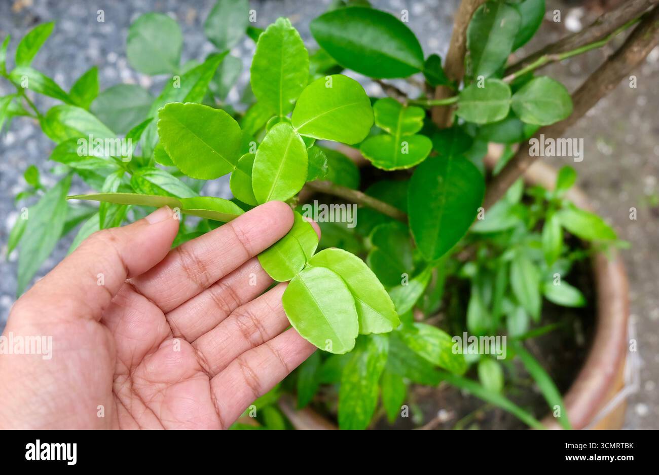 Main tenant des feuilles de citron vert Kaffir pour la cuisine Banque D'Images